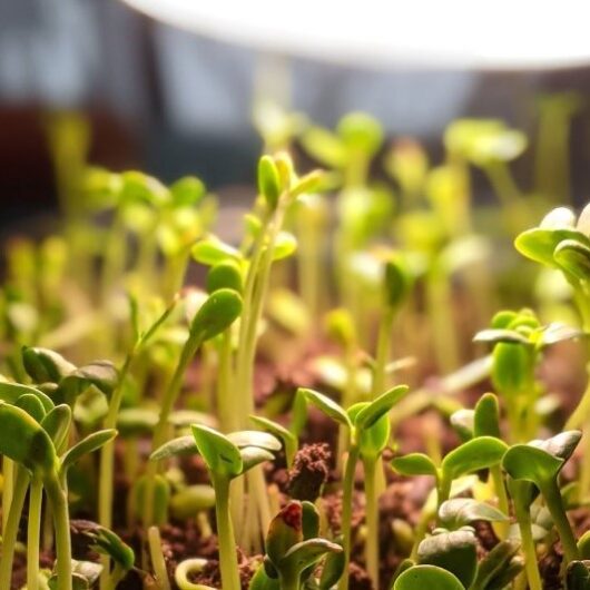 Faire ses pousses et germinations
